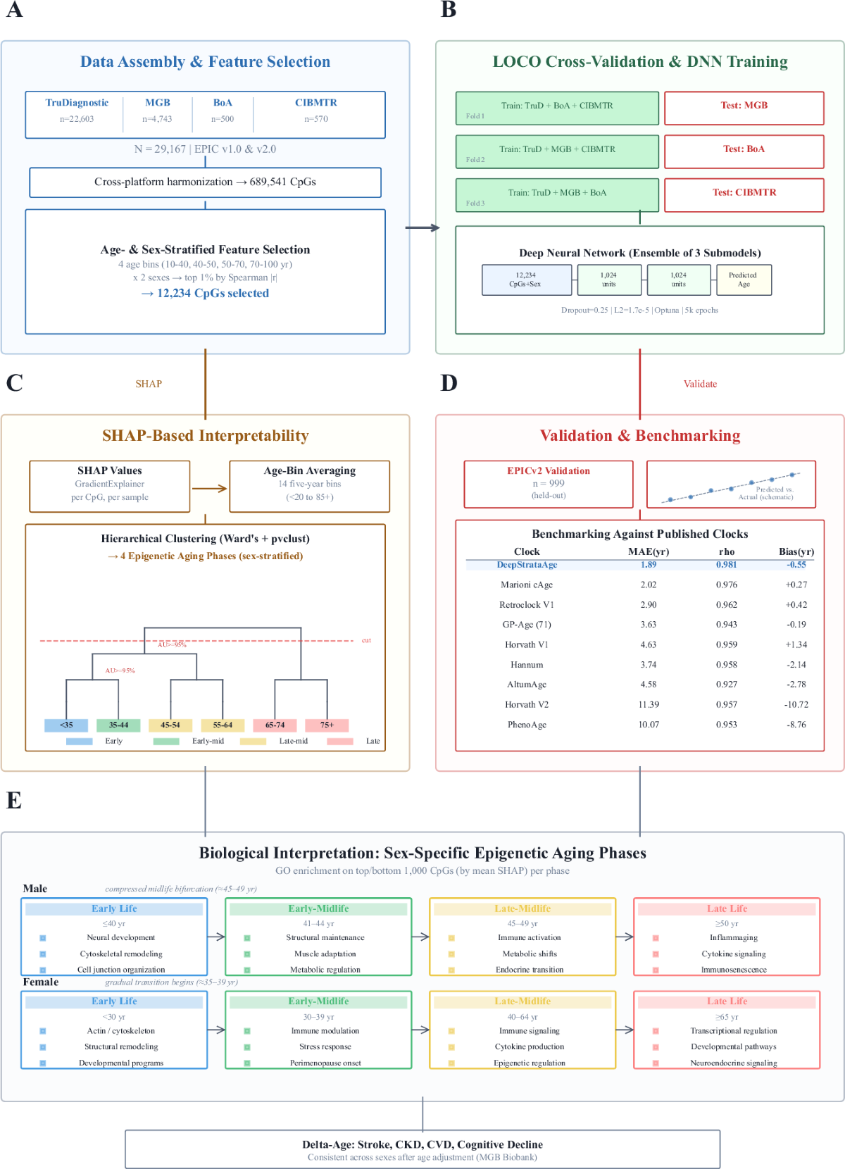 DeepStrataAge — 남녀 노화 차이를 보여주는 AI 후성유전 시계
