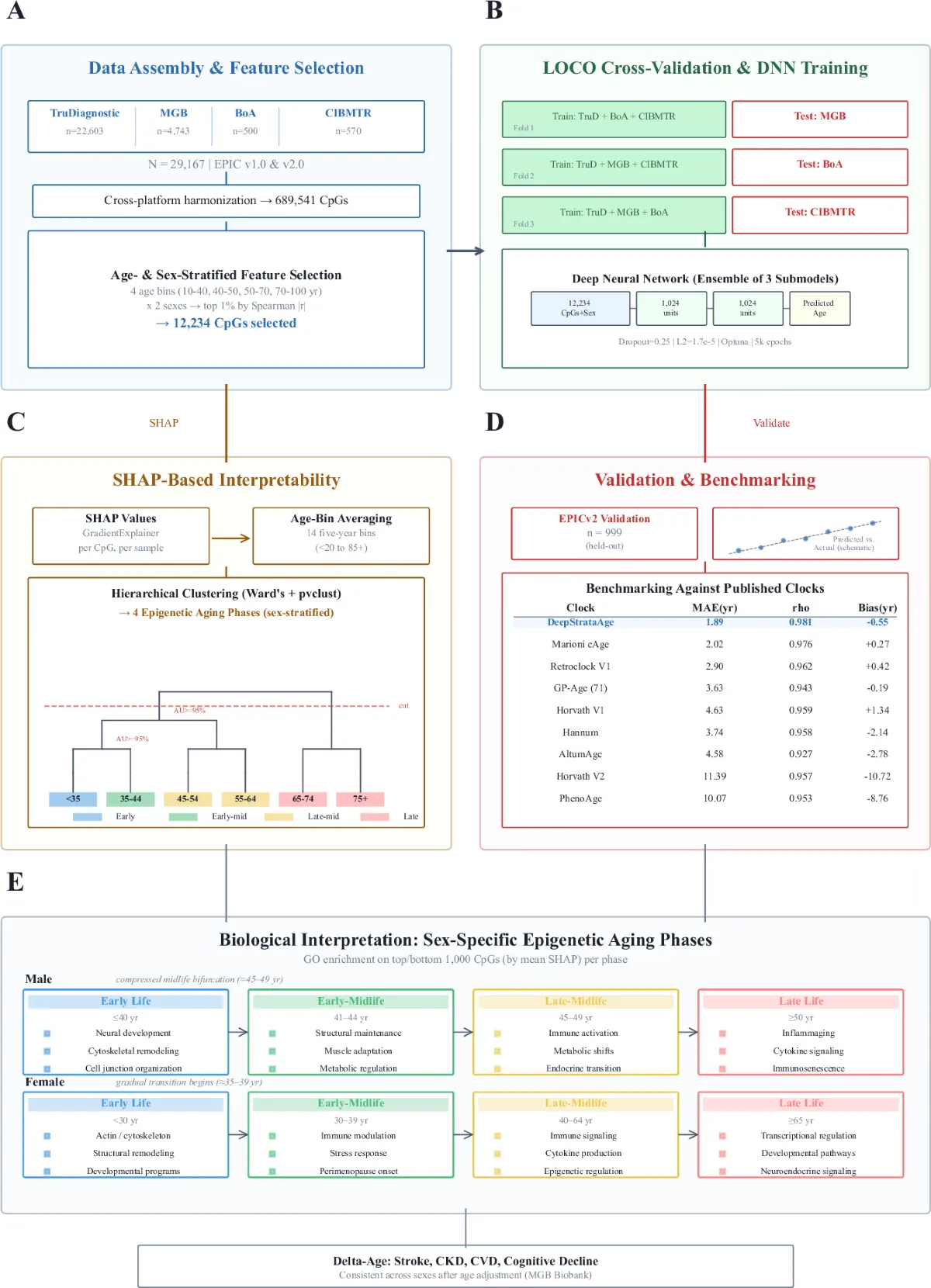 DeepStrataAge — 남녀 노화 차이를 보여주는 AI 후성유전 시계